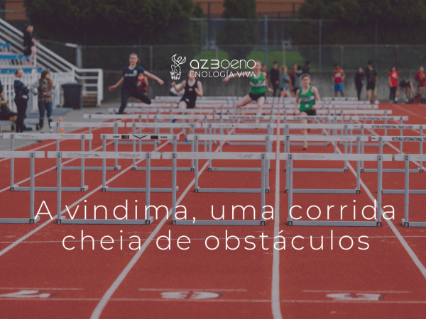 A vindima, uma corrida cheia de obstáculos